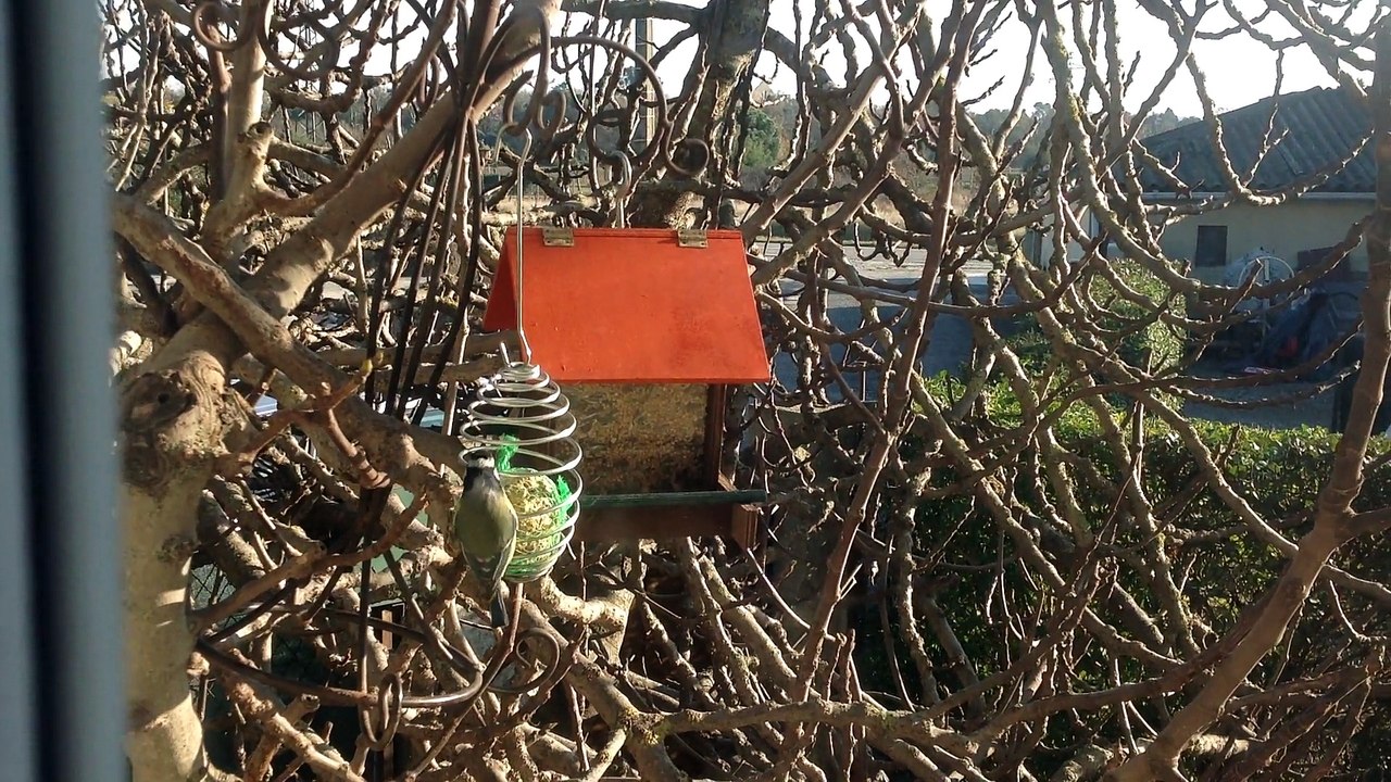 Les mésanges en visite...