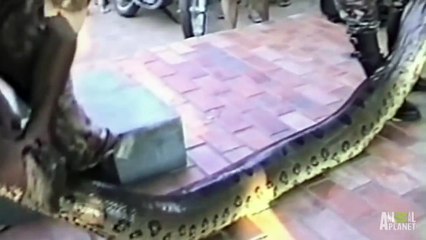 Anaconda Engulfs Man's Hand | World's Scariest Animal Attacks