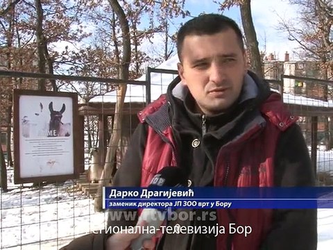 Zoo vrt u Boru već na početku godine zabeležio dobru posećenost, 03. januar 2015. (RTV Bor)