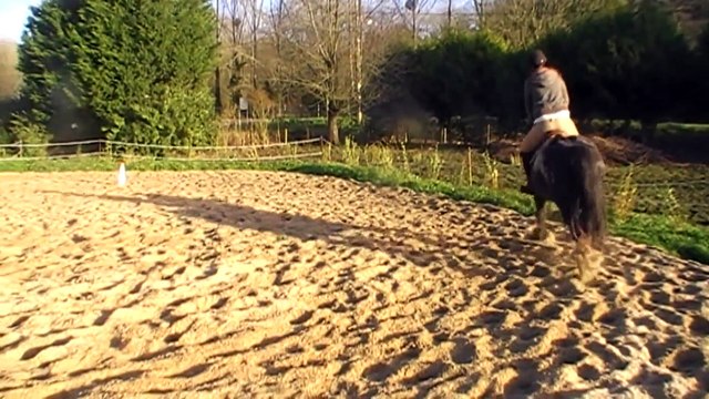 joli aslan irish cob né en 2010