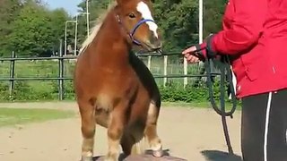 clickertraining kuifje bobbie lucky luke easy daisy