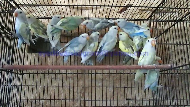 White Face Pied Peach Face Lovebirds of Syed Ovais Bilgrami