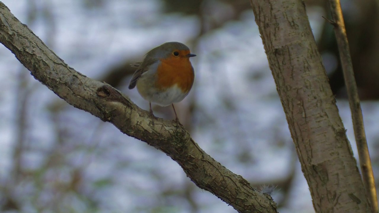 Mangeoire a oiseaux en hiver.Visionner en HD 1080.