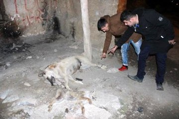 Ayakları Bağlandıktan Sonra Öldürülmüş Tilki ve Köpek Bulundu