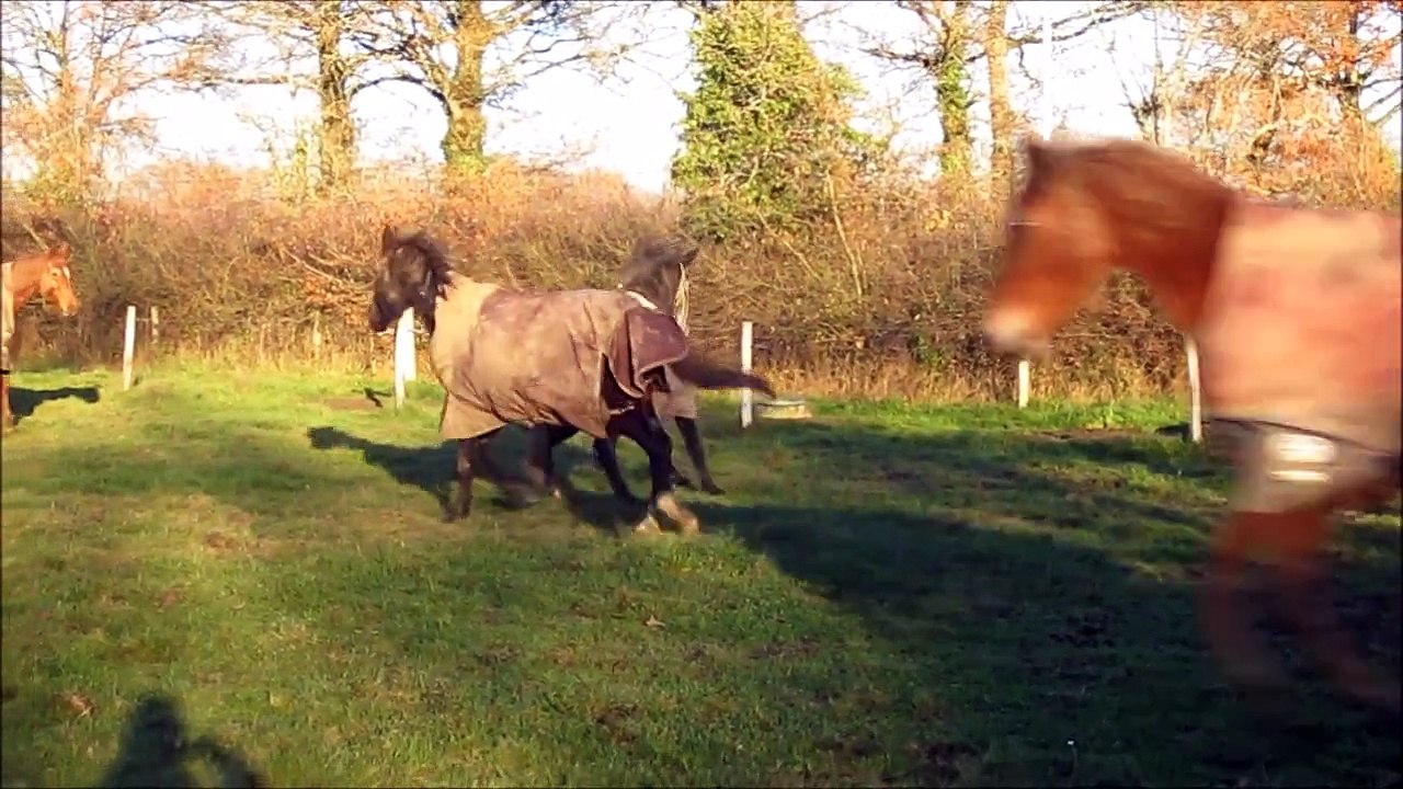 Cydonia-23decembre2014-allures