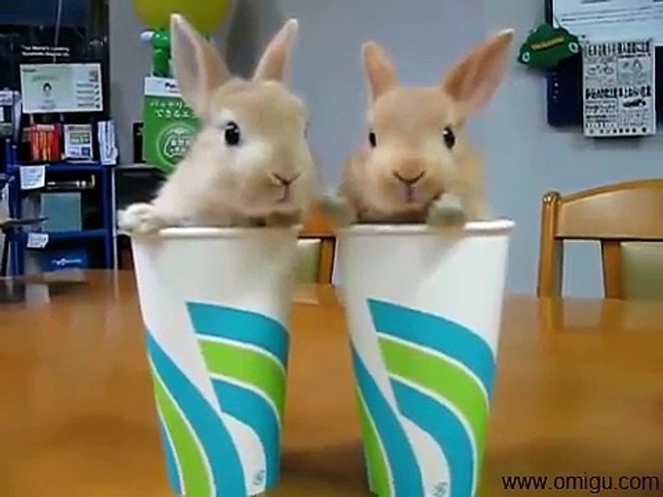 2 Rabbits in Cup