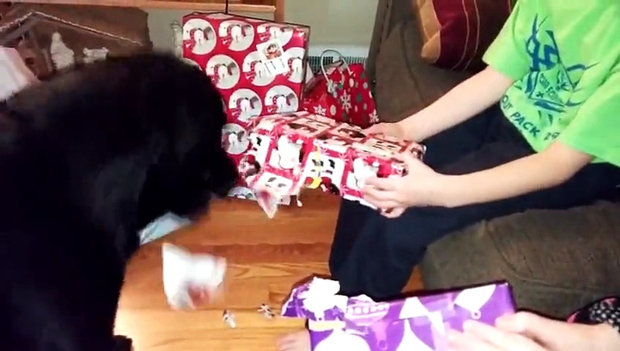 Dog Helps Opening Gift Packs