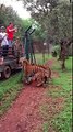 Le saut d'un tigre en slow motion pour attraper un morceau de viande