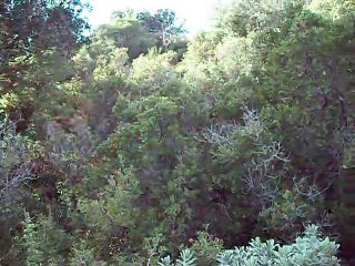 premier lâcher de poules 2015