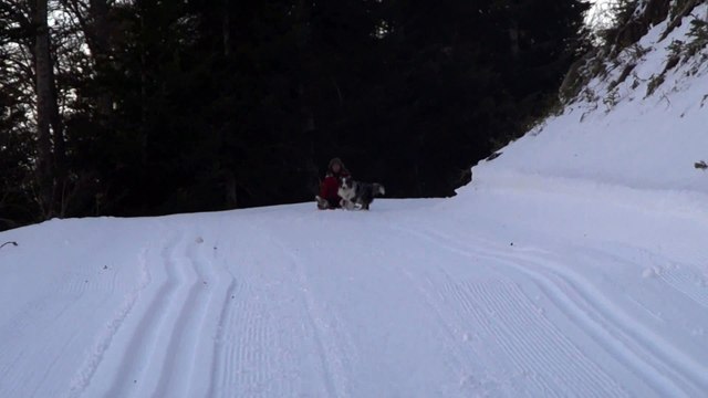 LUGE TRACTEE PAR MON BERGER AUSTRALIEN