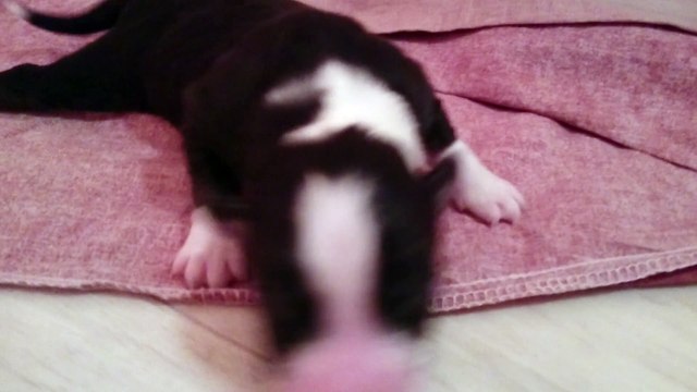 femelle tricolore queue longue berger australien