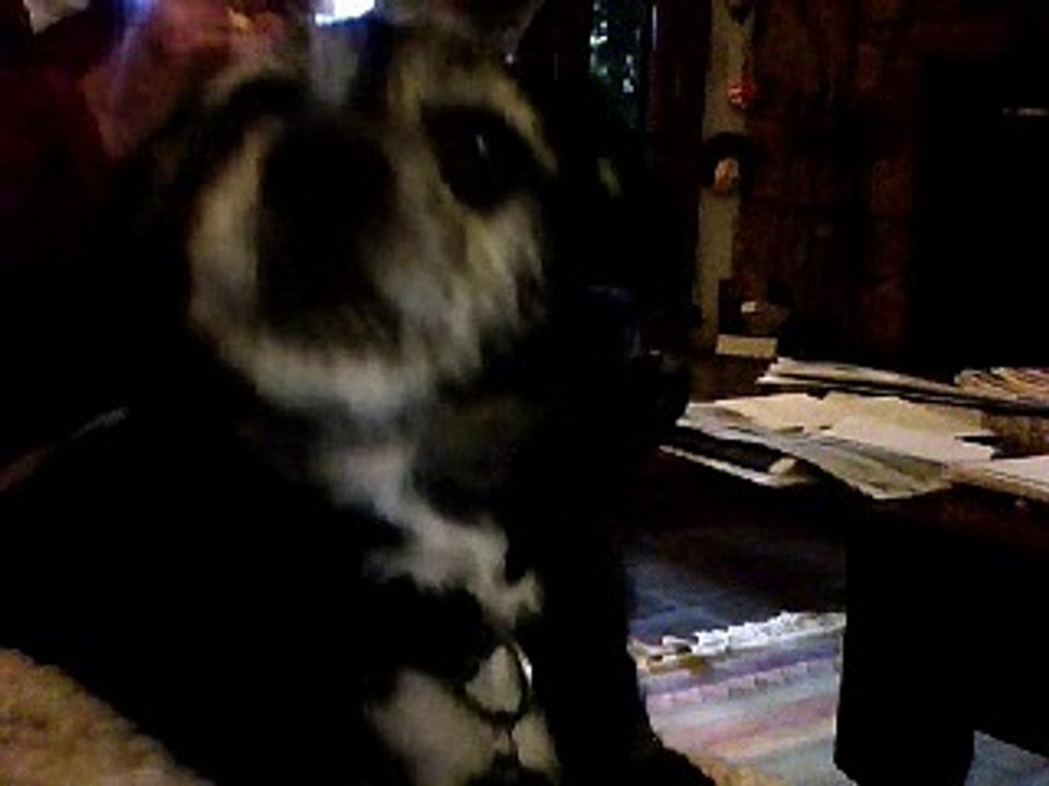GLORIA the SINGING DOG