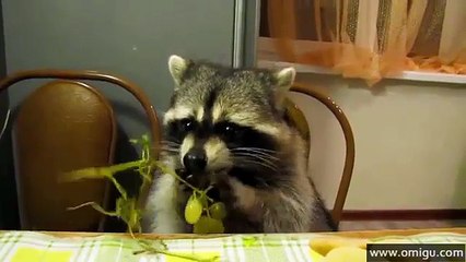 Raccoon Eats Grapes