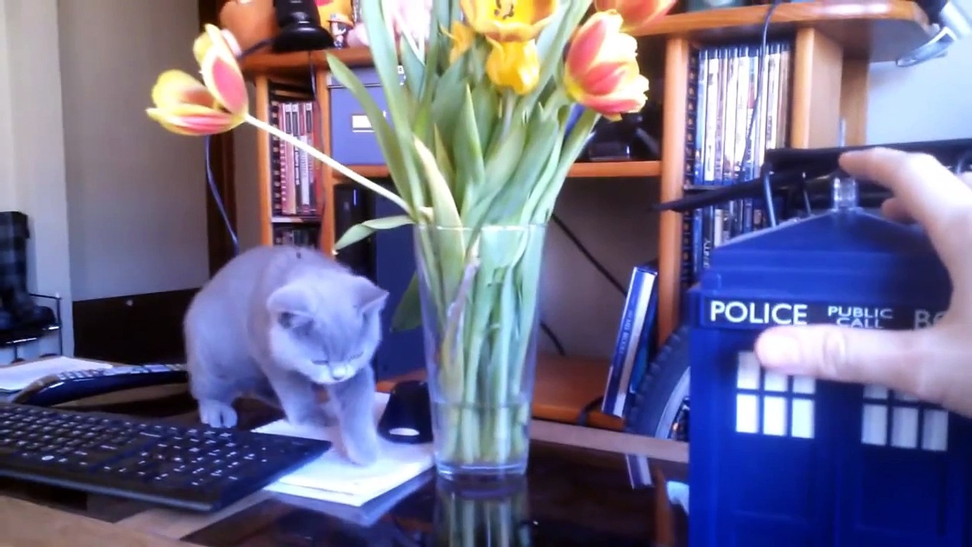 Un Chat Découvre Le Tardis De Doctor Who