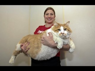 Fattest Cat in the World