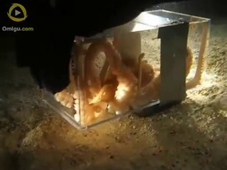 Octopus Escaping Through a 1 Inch Hole