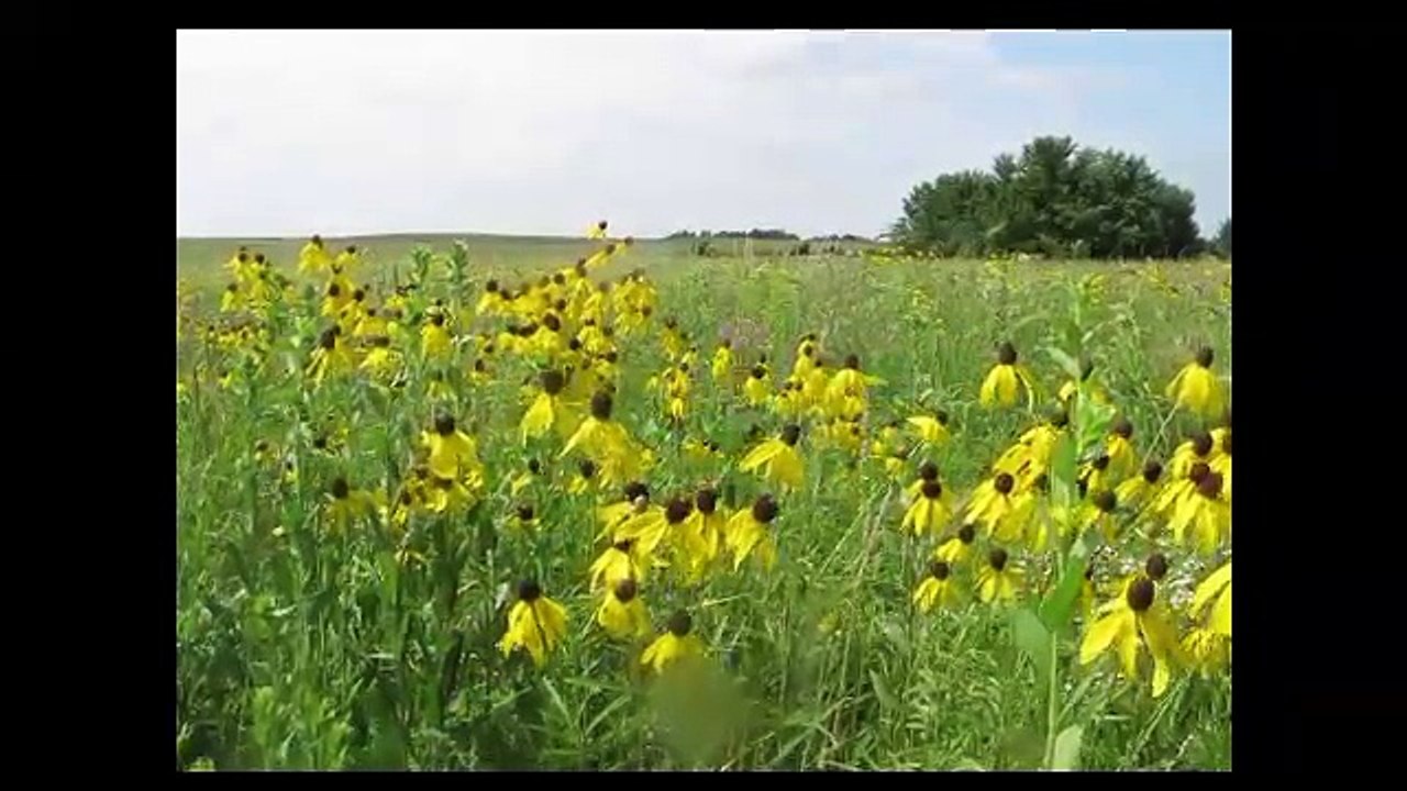 Mass Extinction Looks Like a GMO Field in Iowa