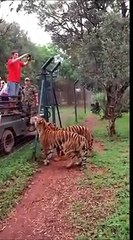 Açken Sen Sen Değilsin!-Aç kaplanlar