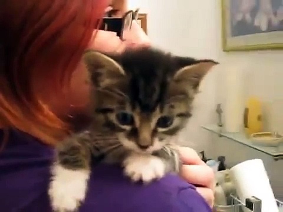 (FUNNY KITTEN VIDEO SERIES)