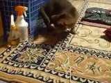 ☆funny cat loves swabs (pet kitty kitten animal video movie youtube)