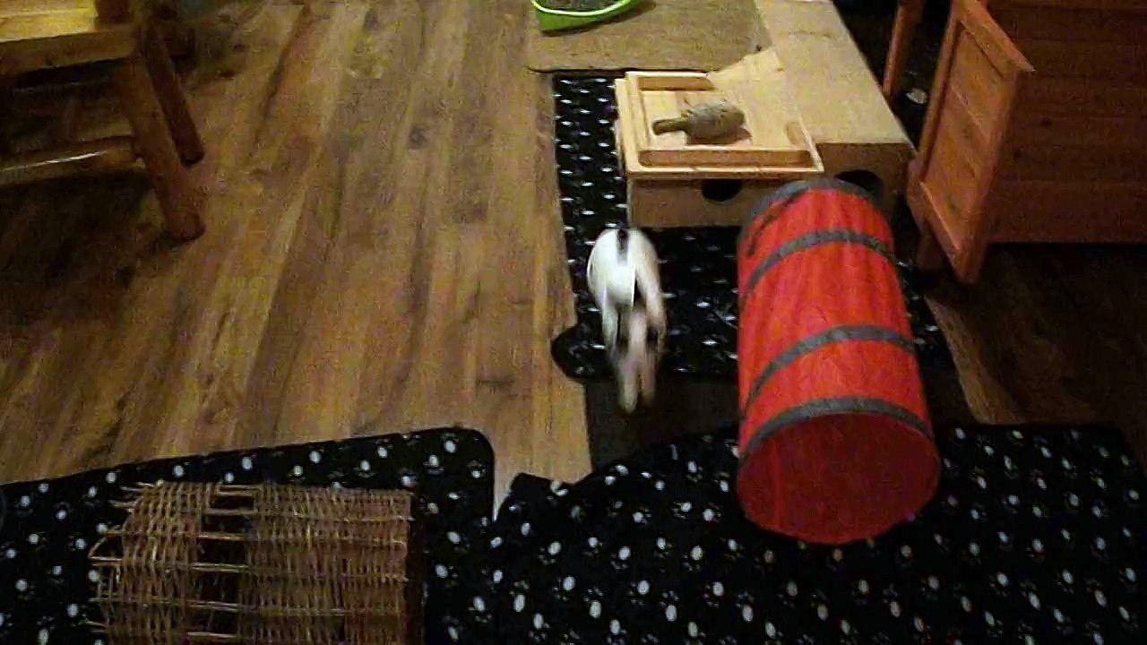 Pinou a fond sur le divan (03-01-15)