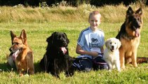 Dog Training Camps - The Online Dog Trainer