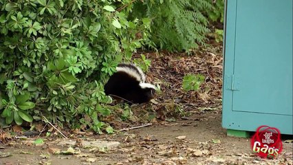 Dog Fetches Back Smelly Surprise