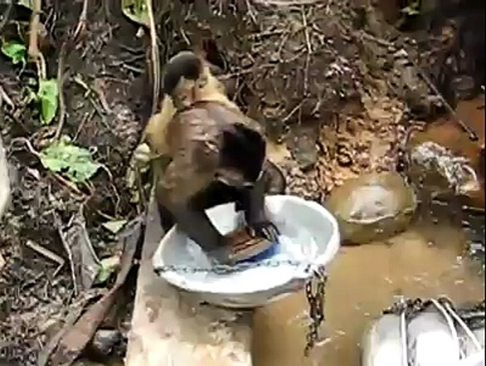 Monkey cleaning utencils an amazing video