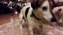 [ Jasmina & Erni ] - funny clips -  Bichon frise & Jack russell terrier. Tennis ball.