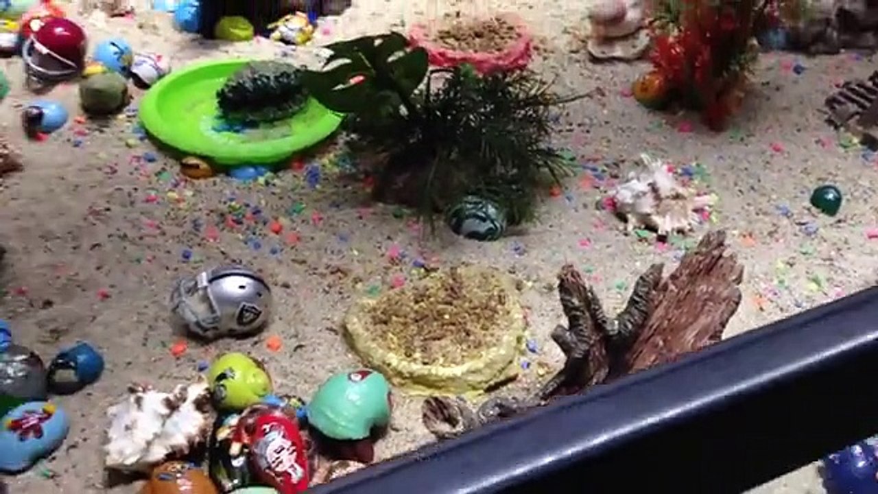 Amazing Animal Cruelty Watch in Video