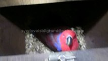 Red Sided Eclectus Parrot Hen Bird of Syed Ovais Bilgrami