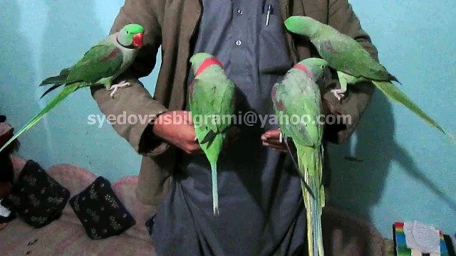 Alexandrine Parakeet of Syed Ovais Bilgrami
