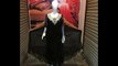 Beautiful Black Dress For Party By OnUS Collection