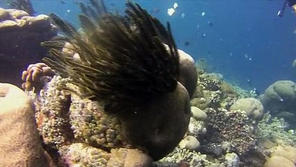 sipadan under the water