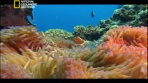 وثائقي - أسرار الحاجز المرجاني العظيم - الجزء الثاني HD