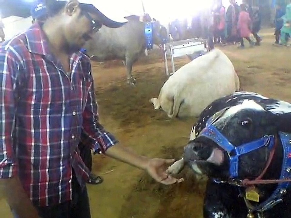 cow fun with Abdul Arham