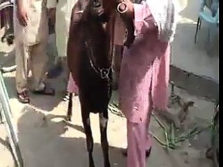 v amazing must watch ایک ایسا بکرا ہے جو دودھ بھی دیتا ہے