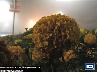 Fog engulfs areas of Punjab_ disrupts routine life