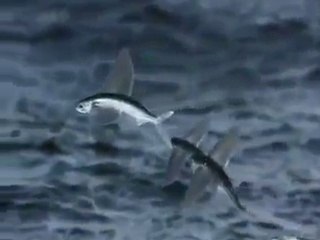 Flying Fish In The Sea