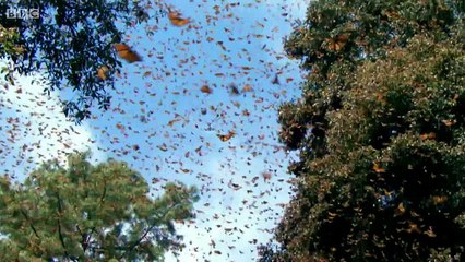 BBC.Inside.the.Animal.Mind.1of3.You.Are.What.You.Sense.PDTV.x264.AAC.MVGroup.org