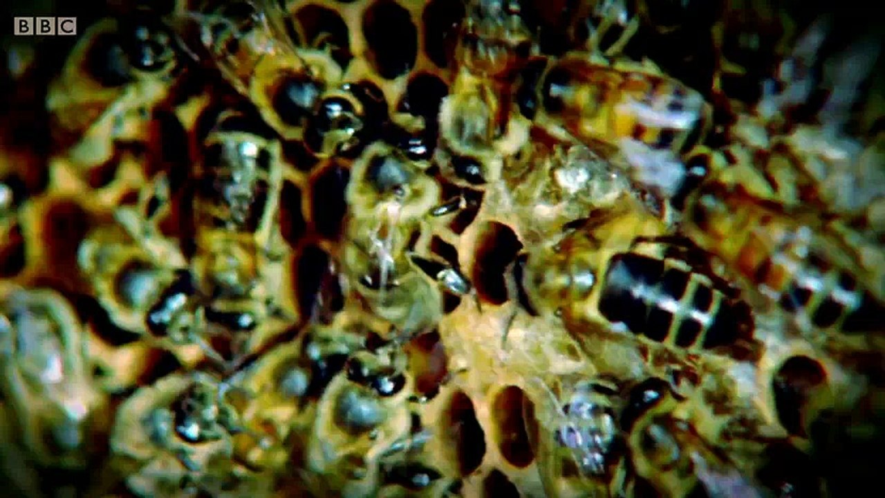 BBC.Inside.the.Animal.Mind.2of3.The.Problem.Solvers.PDTV.x264.AAC.MVGroup.org