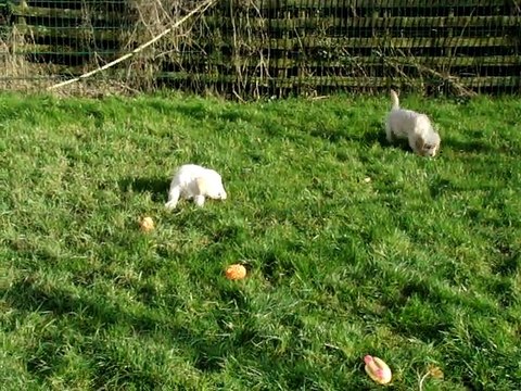 LES BEBES DE CALLY ET CHOUPS DANS LE JARDIN à 8 semaines
