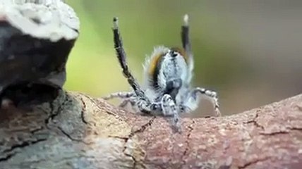 Amazing dance of the peacock spider