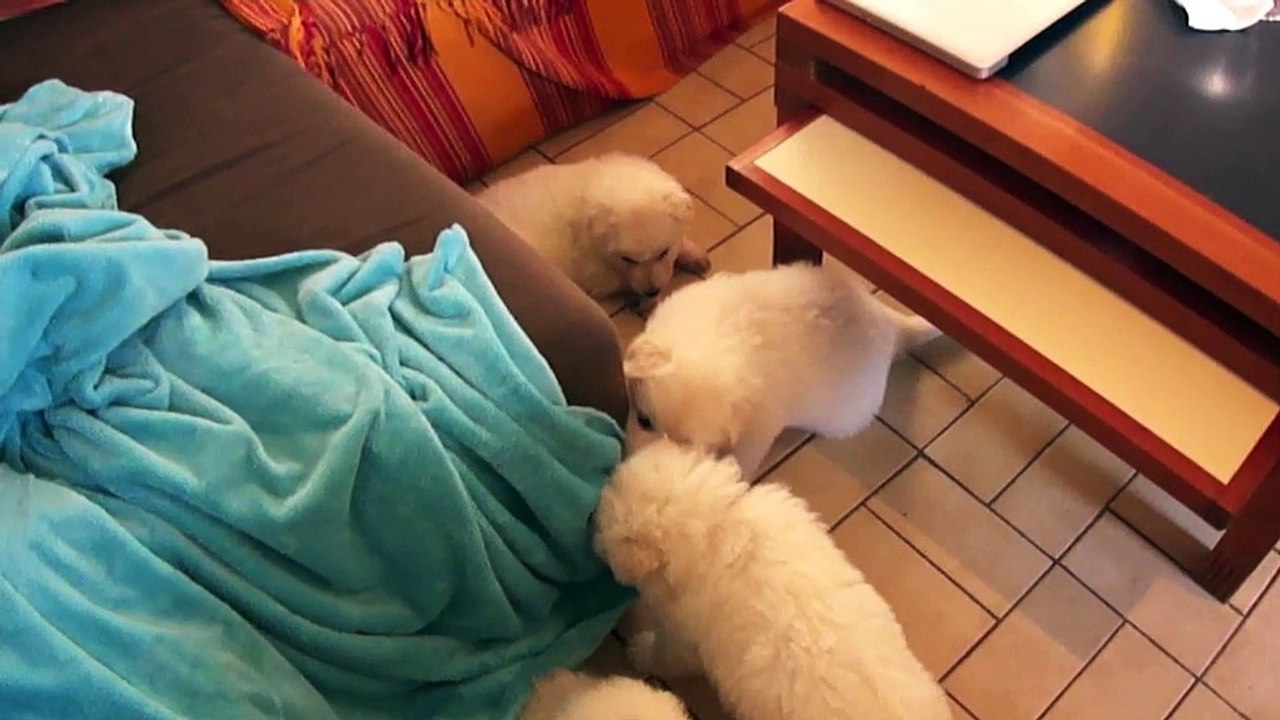 bergers blancs 1 mois