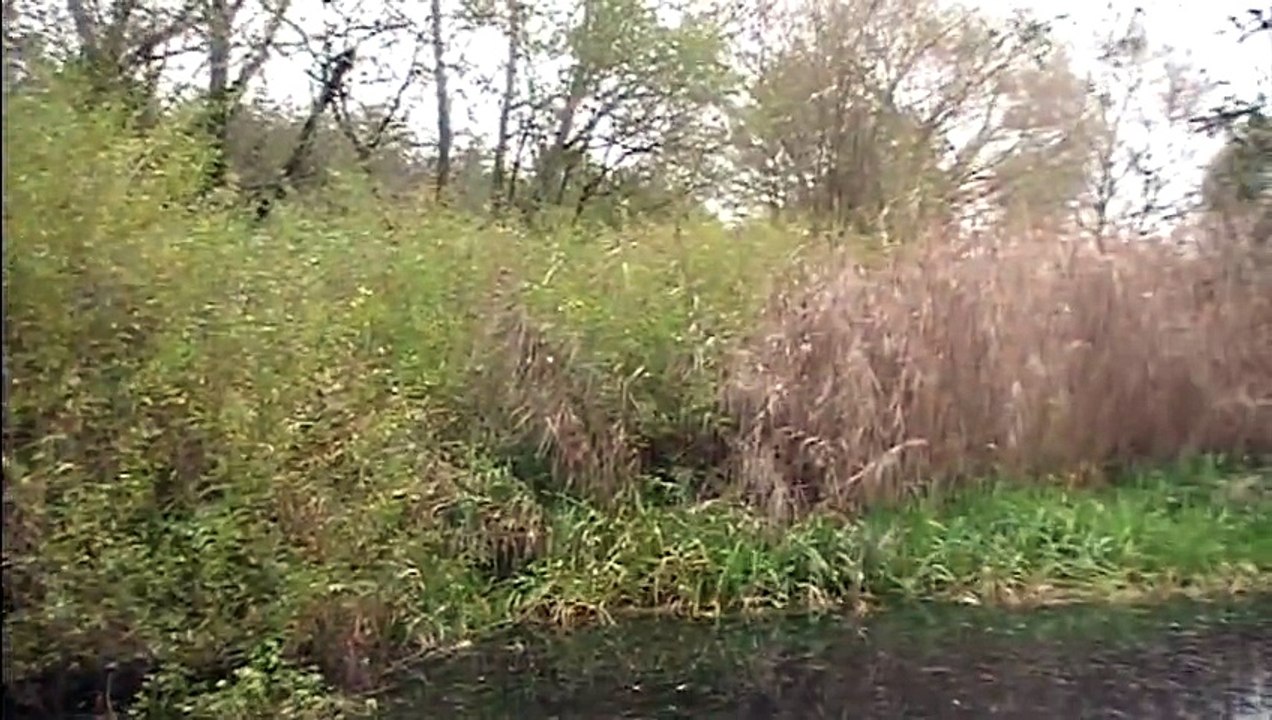 Vogelinsel im altmühlsee