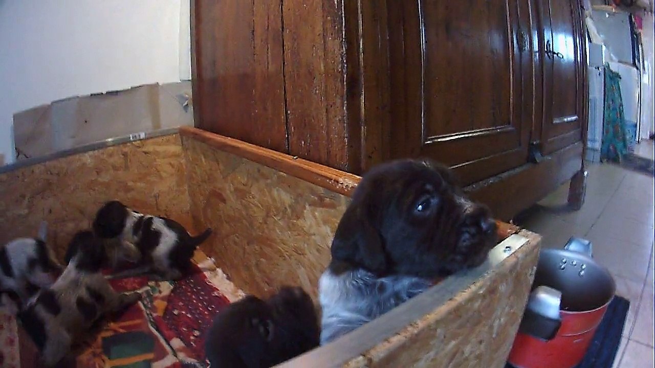 Chiots de Féga nés le 12 décembre 2015