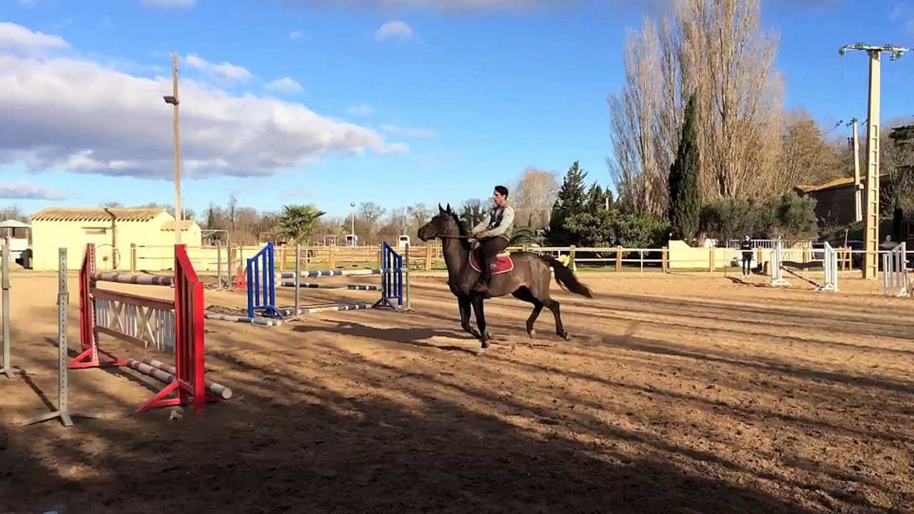 Royal Feu X Lion d'or a vendre