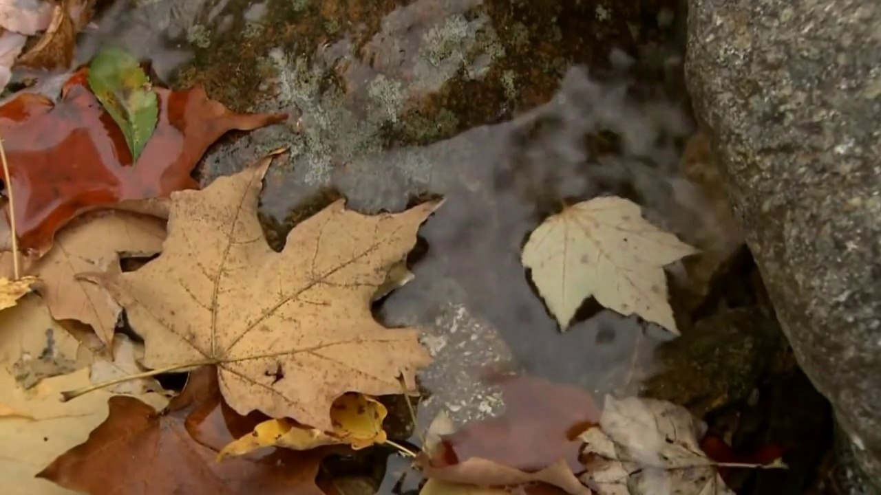 The FALLING LEAVES - / LES FEULLIES MORTES/