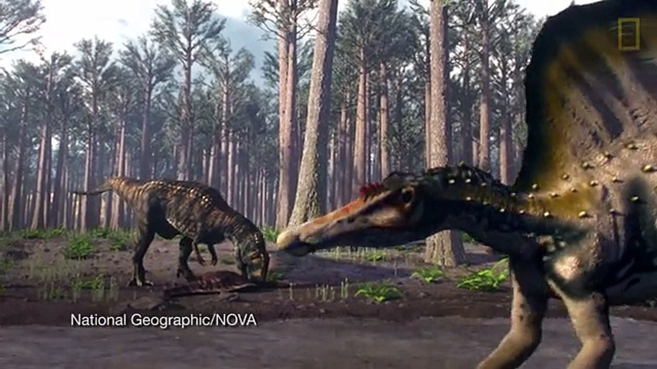 Bigger Than T. rex Spinosaurus