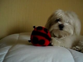 mon chien en train de jouer !